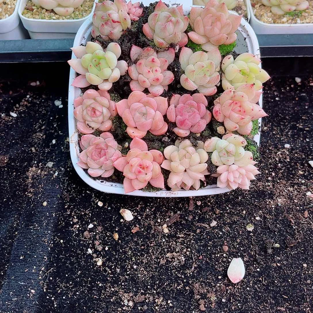 1-427 新疆西藏内蒙不发12.8抱歉2-3公分多肉