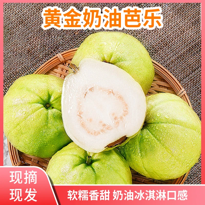 现摘广西软心奶油芭乐番石榴白心芭乐果低糖水果孕妇水果应季水果