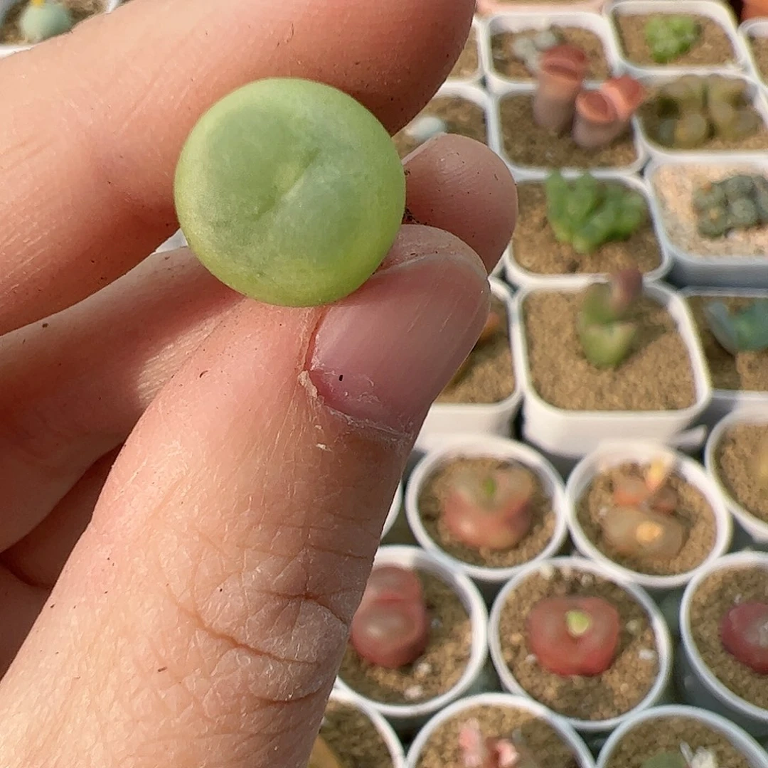 【闪购商品】357 拉登