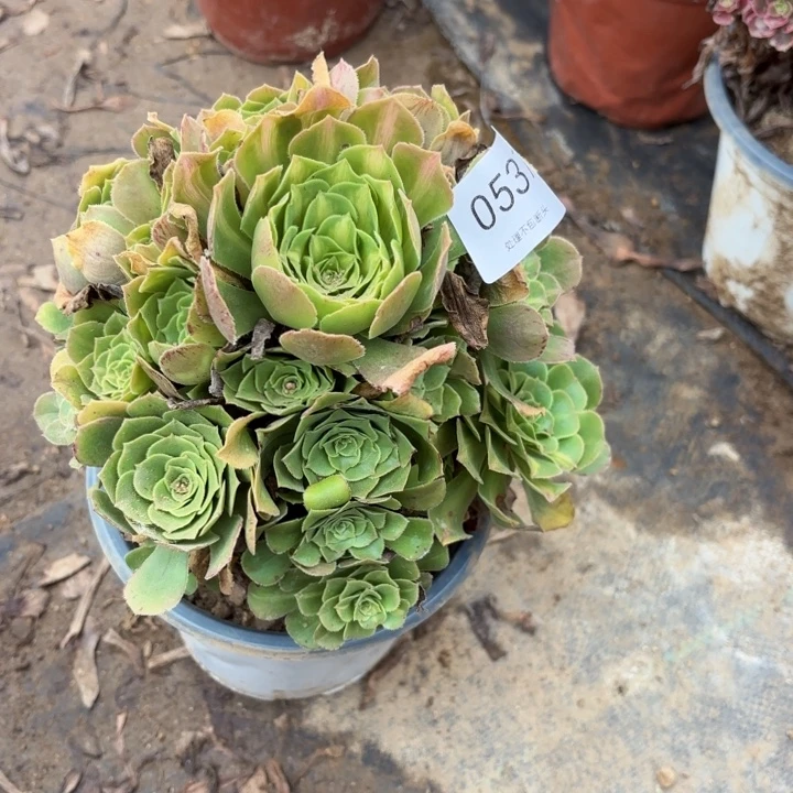 翡翠琉璃阴阳多肉处理不包断头0537