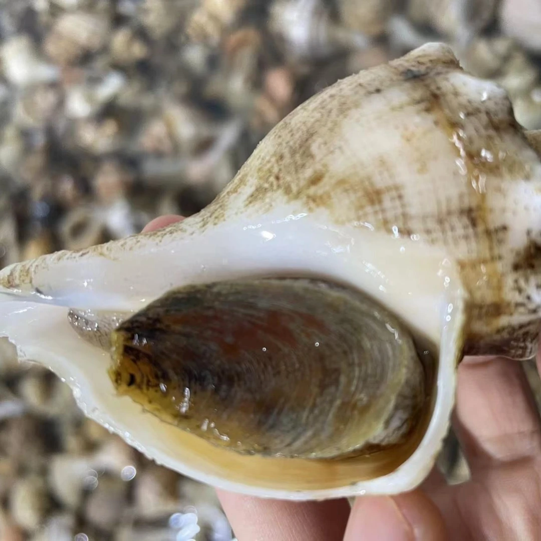 东港  油螺 3 斤