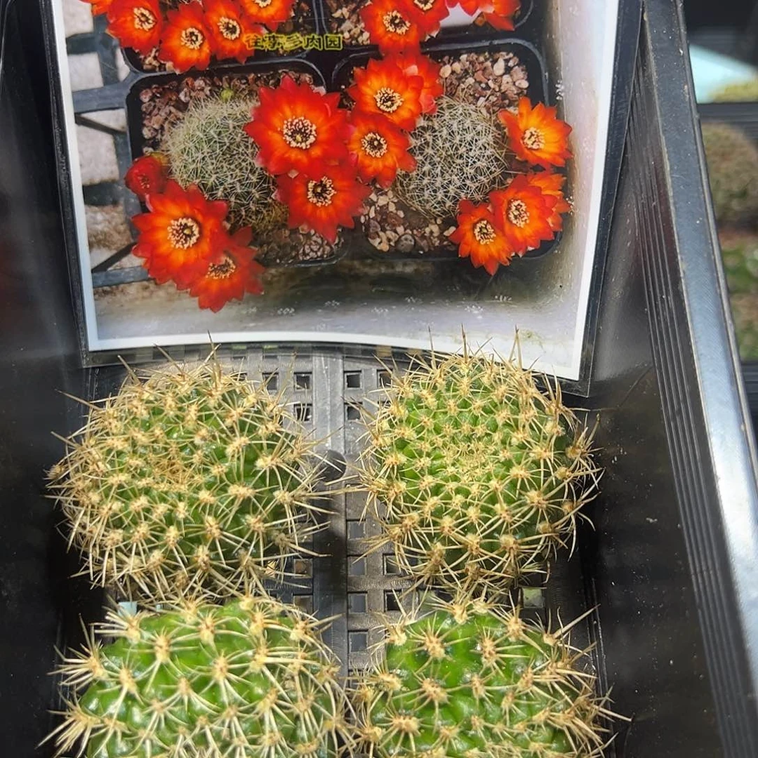 Vz569-f1沟宝山中等侧芽