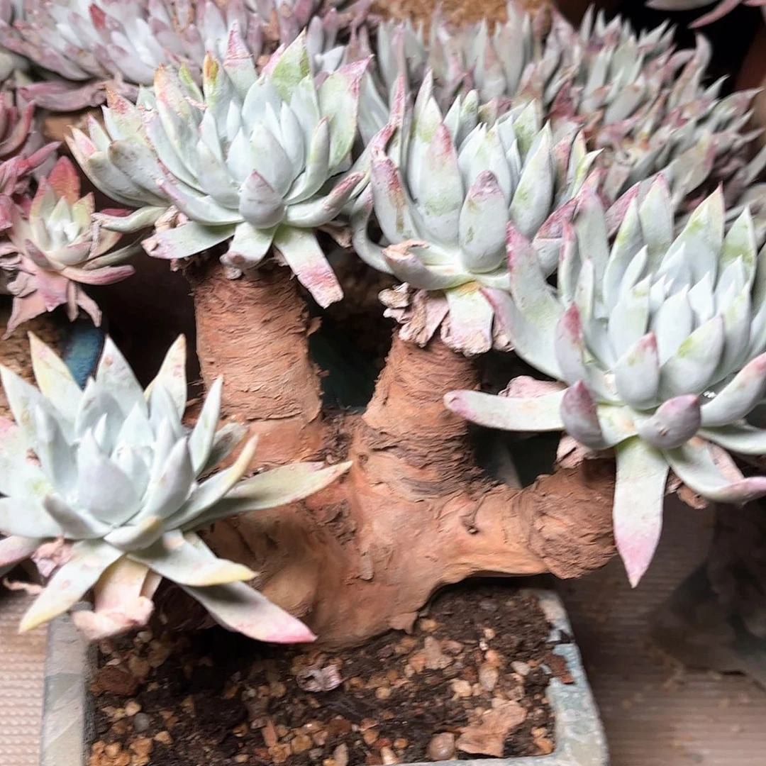 80450瑕疵白衣圣徒瑕疵多肉