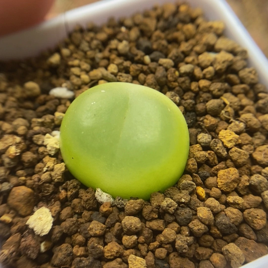 拉登2cm多肉福利947