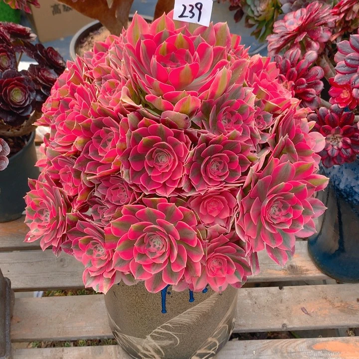 不**弃239粉女巫精品法师多肉