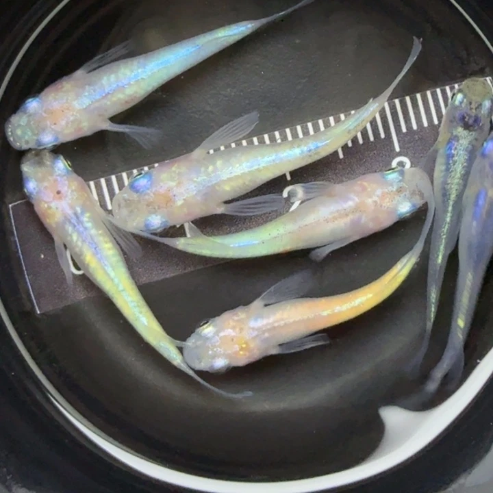 青鳉鱼混搭体内光70号