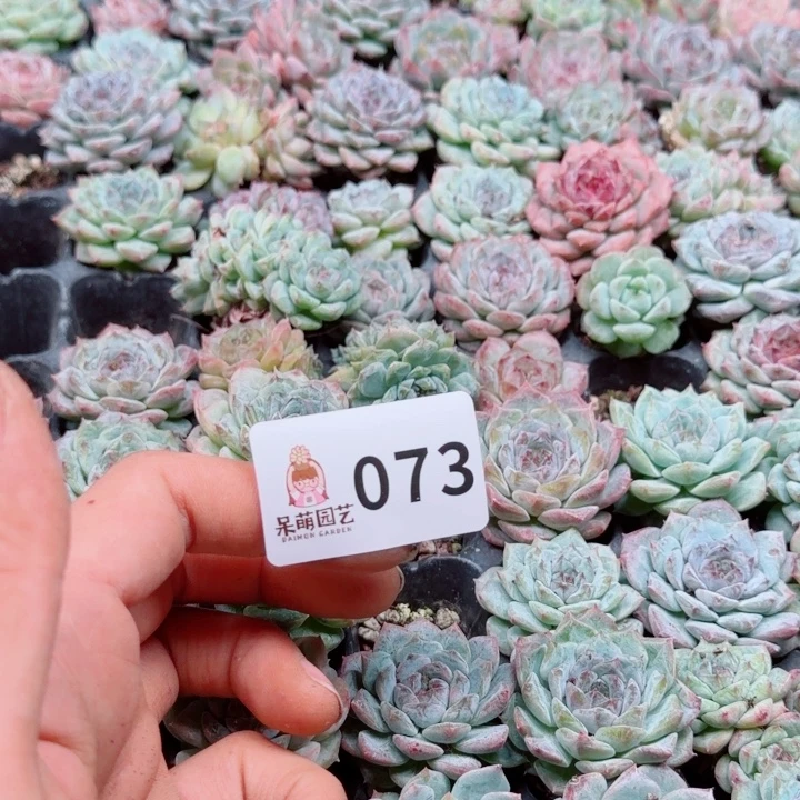 浅***浅多肉植物多肉植物