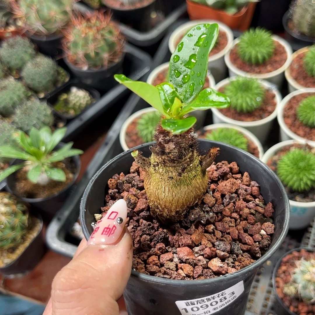 墨***凌109083一物一拍单头发货