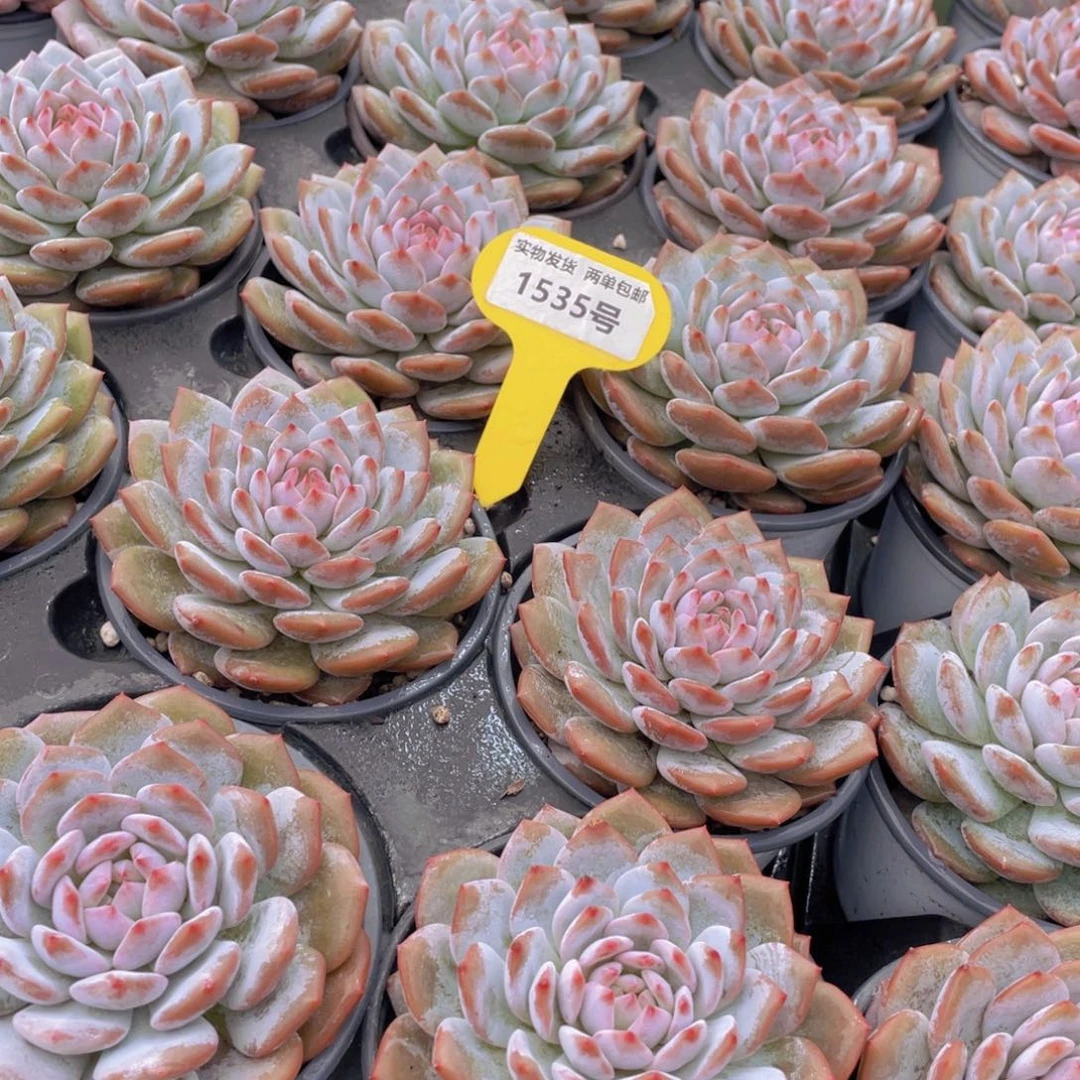 1535号 开播福利星星橙大单头一个