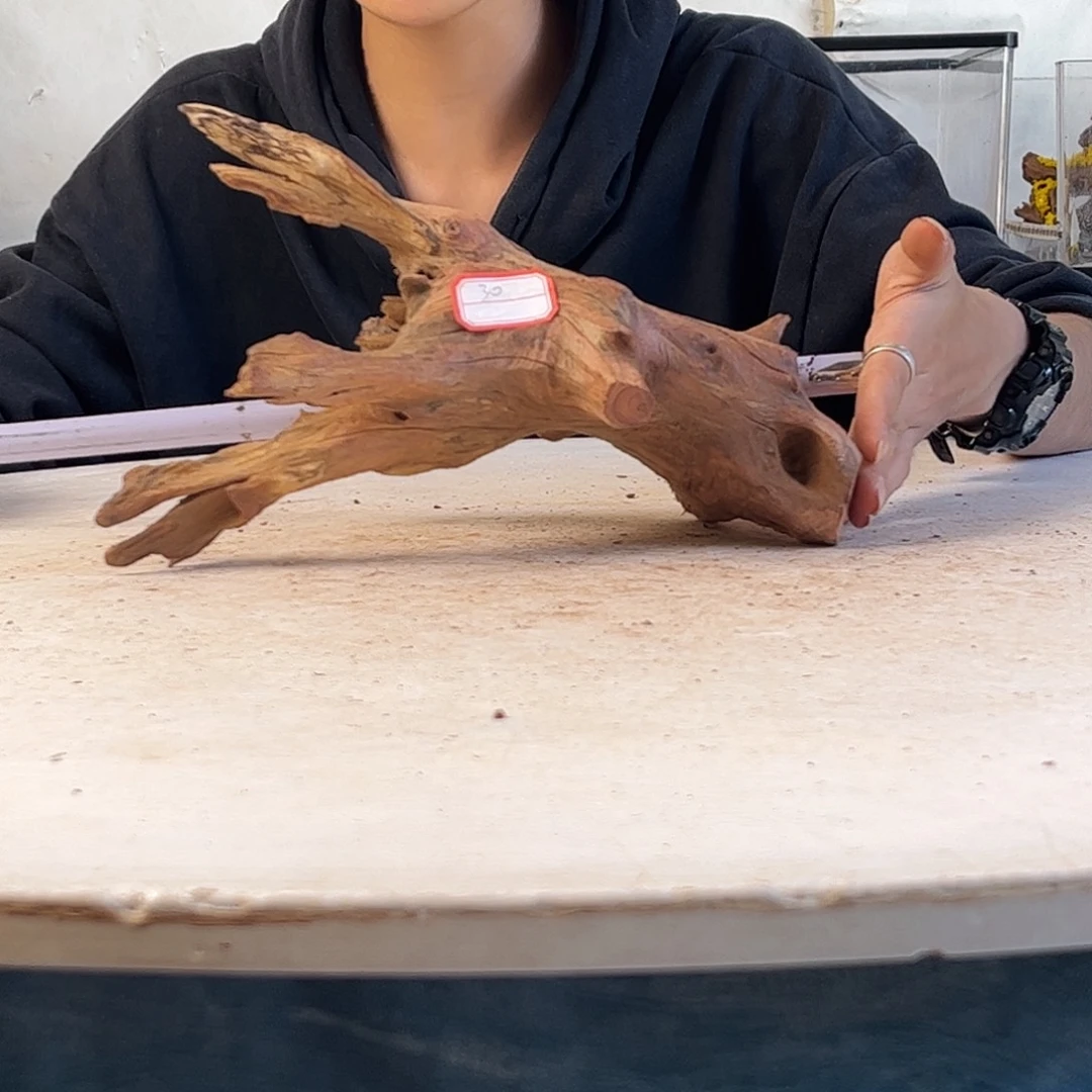 沉木造景寄居蟹造景