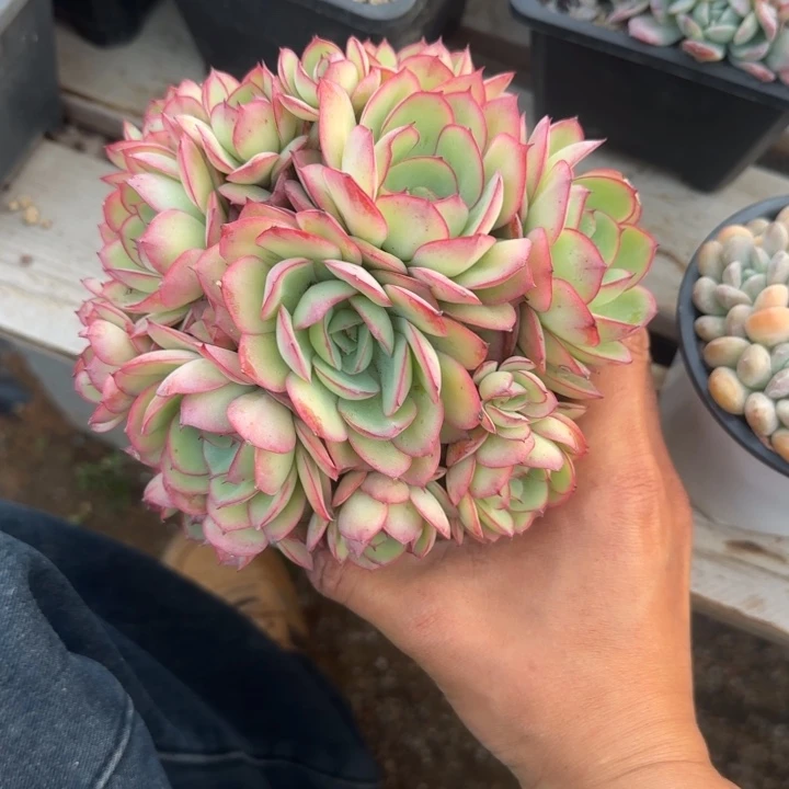 牡丹亭群生五十包邮老桩