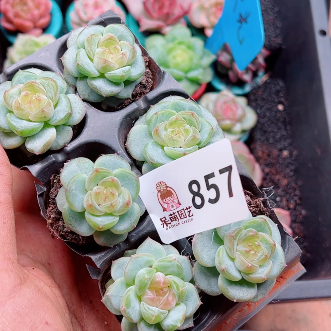 x***n多肉植物多肉植物