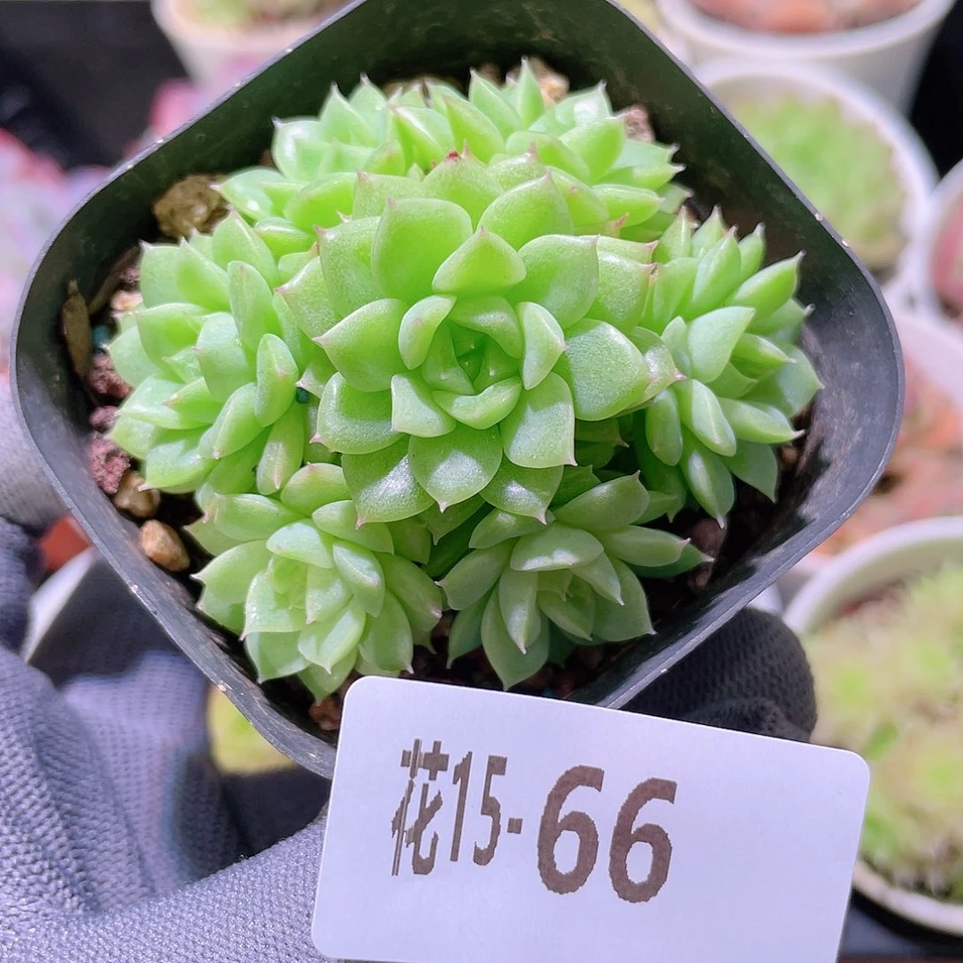 花利美15-66麦秆群