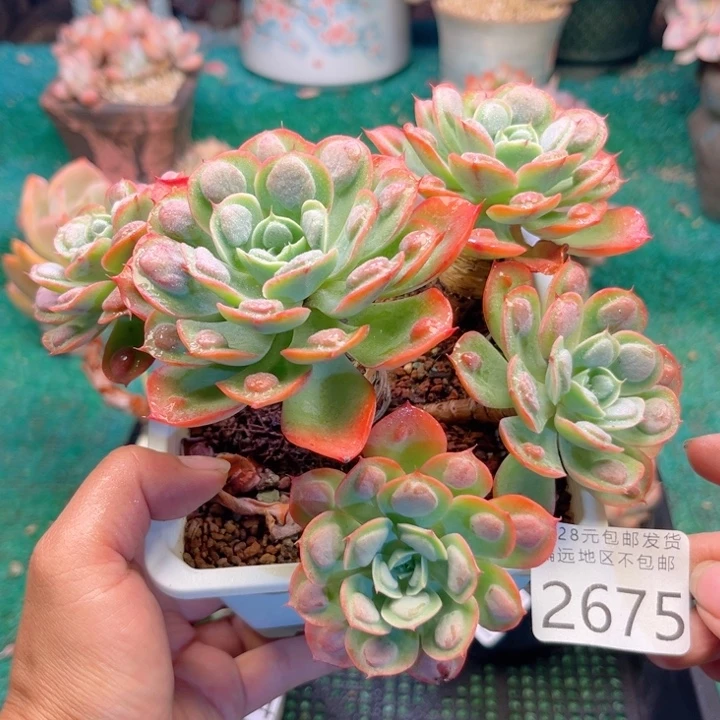 大2675；fVsgfhhhhb
