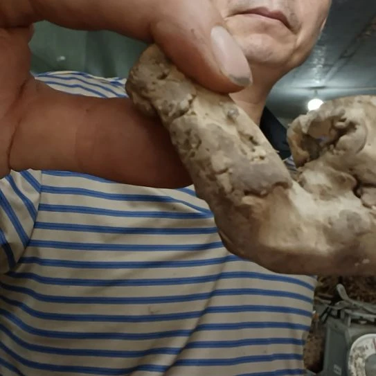 稳定木3*9高山 檬子木文玩料