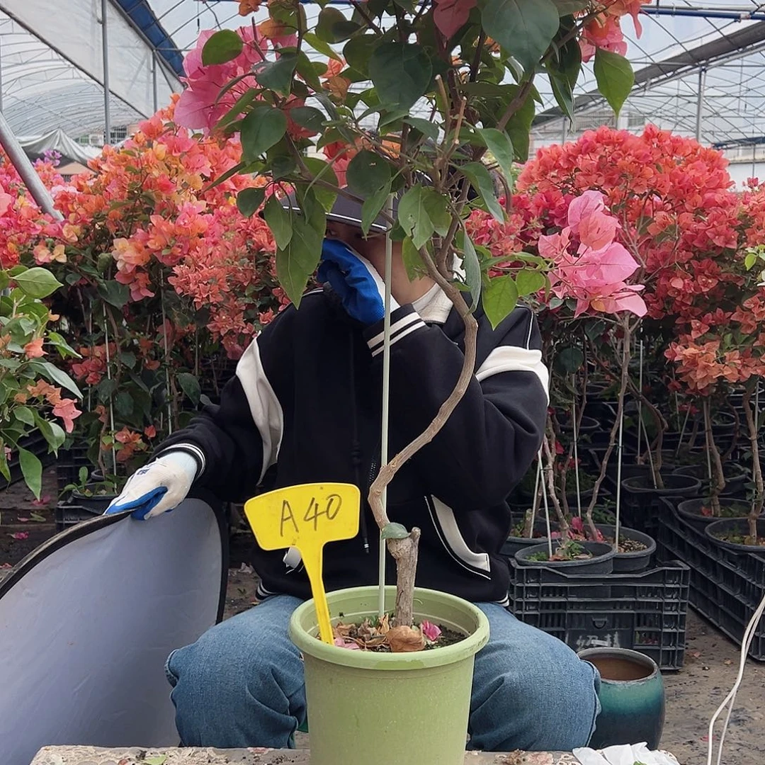 恼***大部分花苞少量开放A40波妹