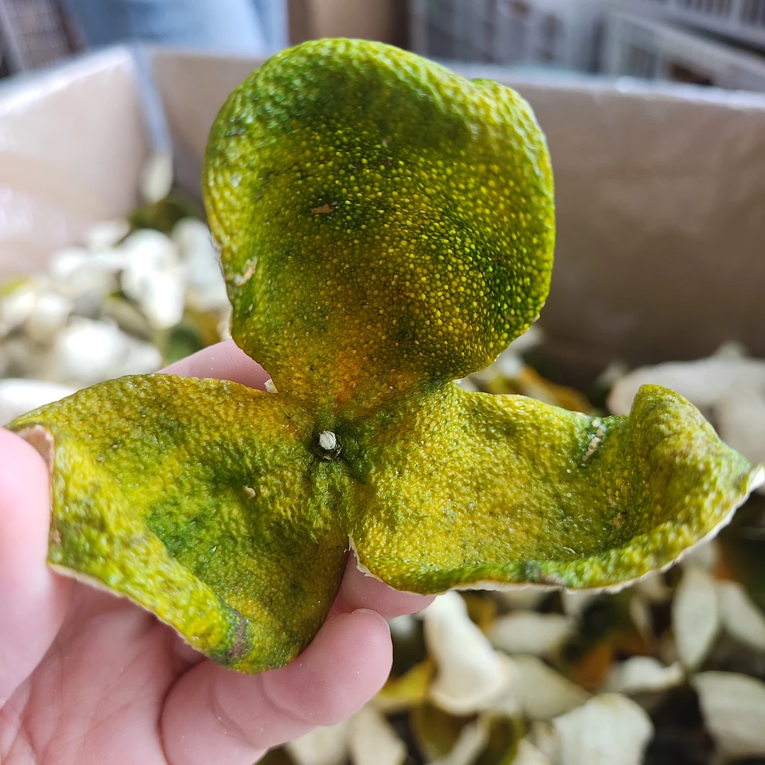 【东甲大方冲二红皮】2025年新会东甲圈枝13年老树