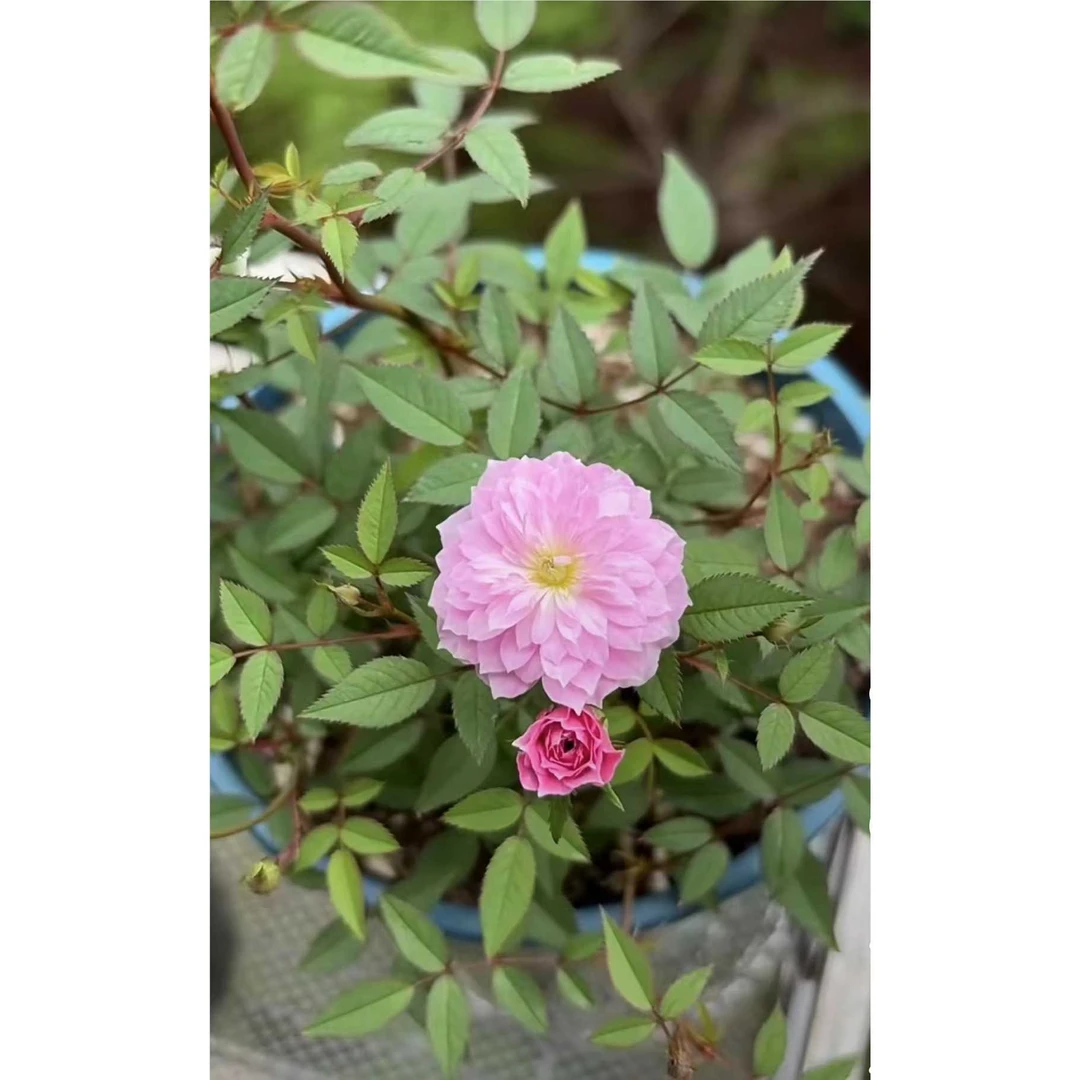 【3棵包邮】月瞳姬月季浓香超微稀有品种小轮迷你粉色花卉阳台盆栽