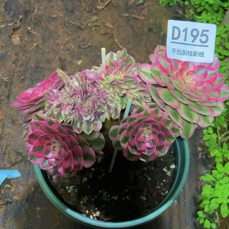 【闪购商品】195荔枝缀多肉