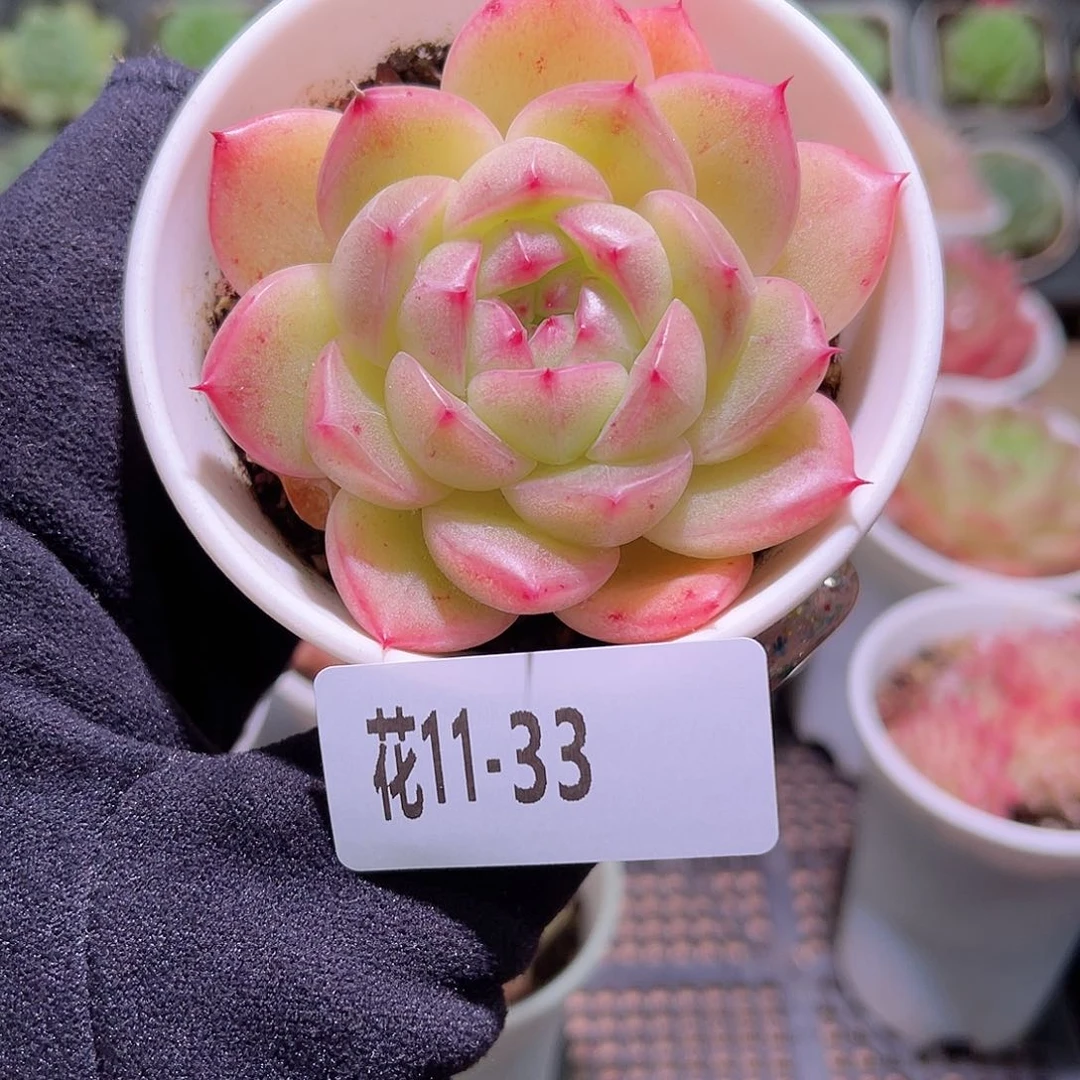 花利美11-33麦秆单头