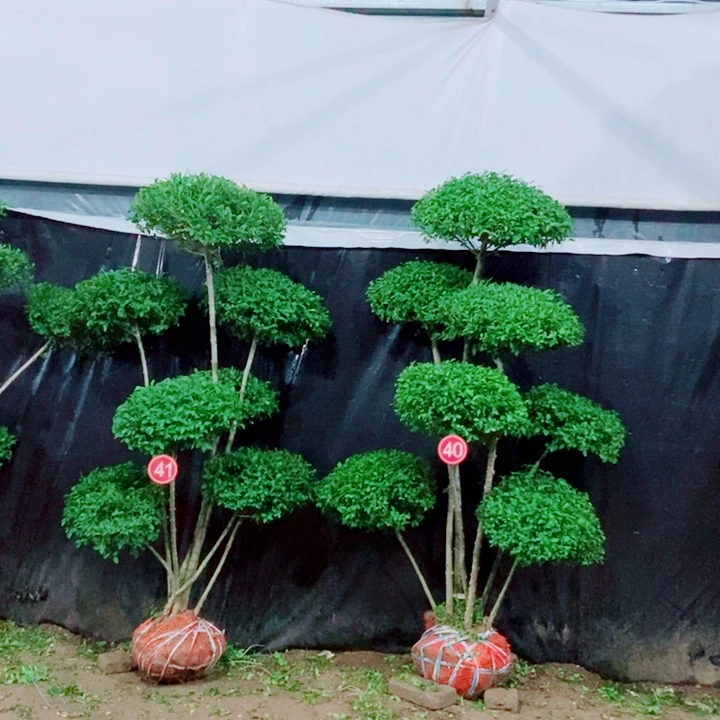 一物一拍一物一拍