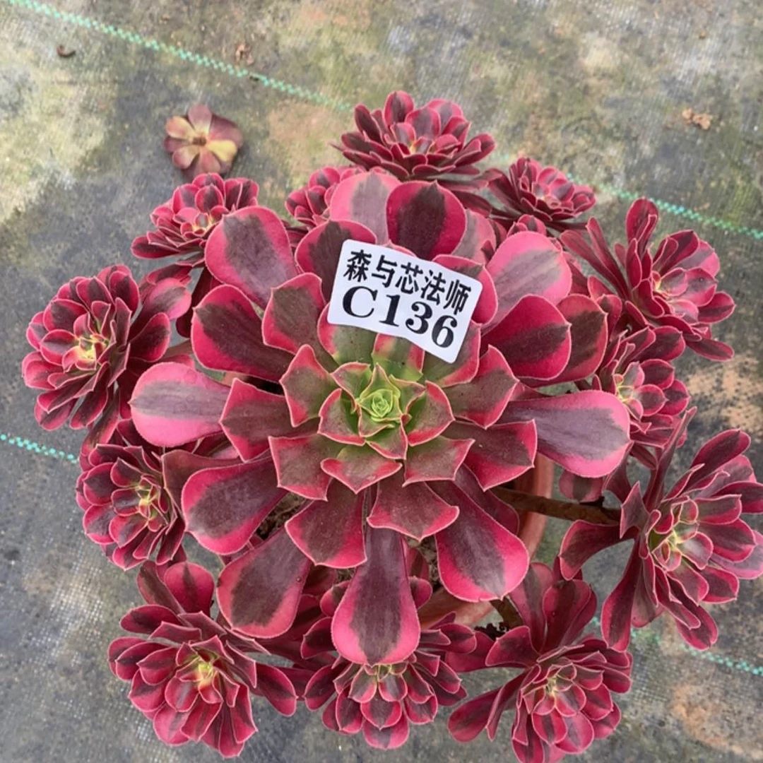 【闪购商品】136美杜莎