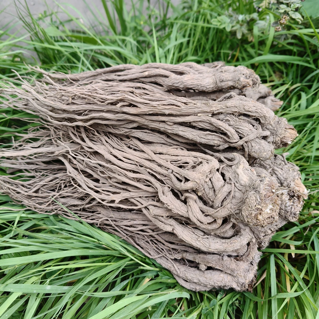 甘肃农民自己种植当归小条250g包邮