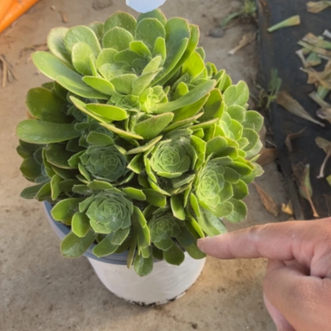 【闪购商品】50绿玫瑰多肉法师