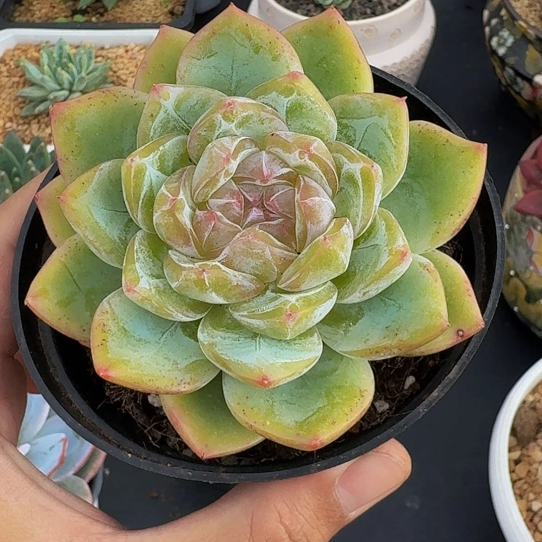 糖心新品 杂交 一物一拍