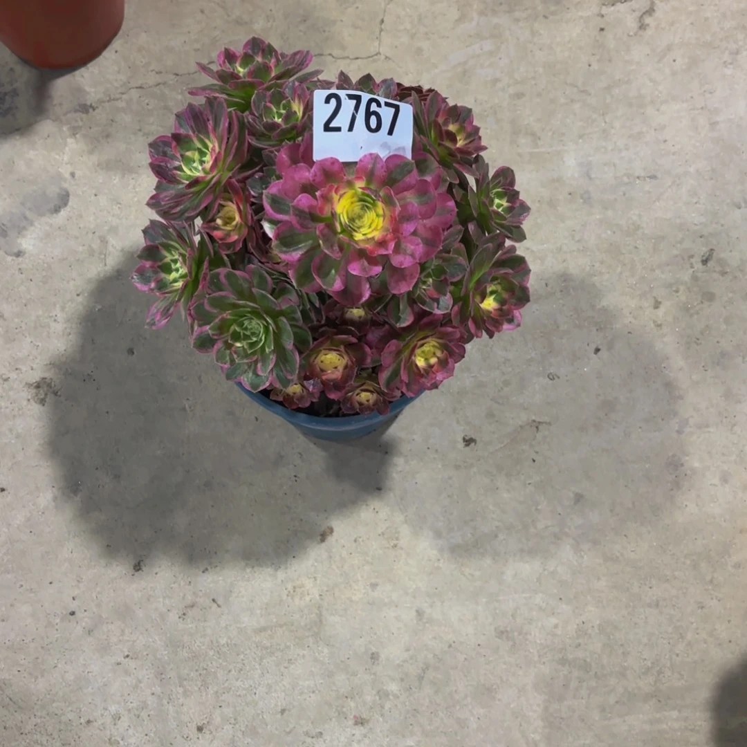 无花朵2767粉海王111111