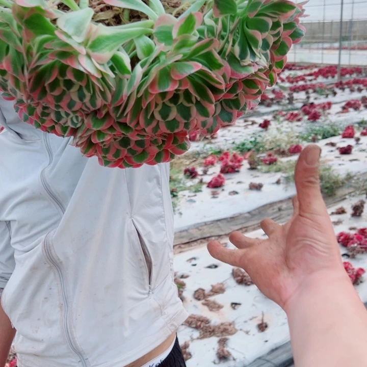 变异大白凤多肉法师