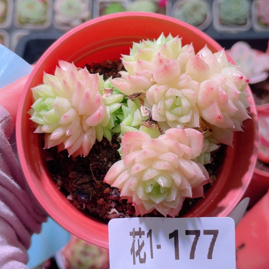 花利美1-177麦秆群