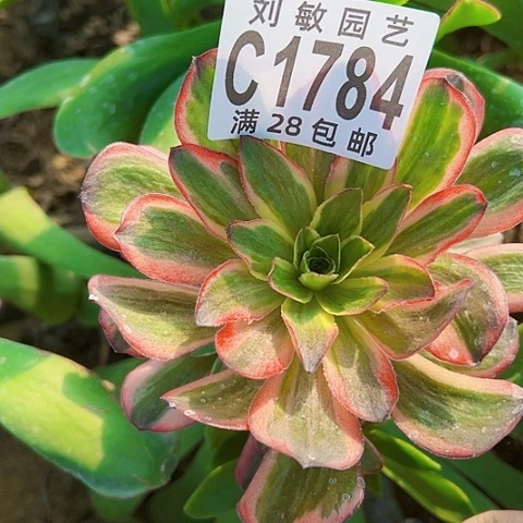 1784砍头魅锦玫瑰多肉砍头