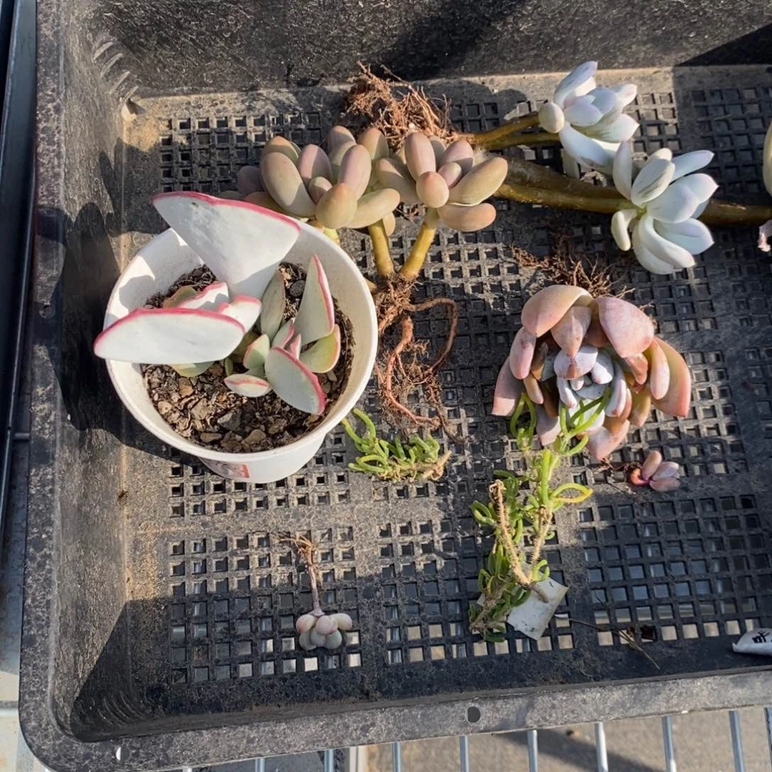 【闪购商品】悠*粉丝福利灯牌6到11
