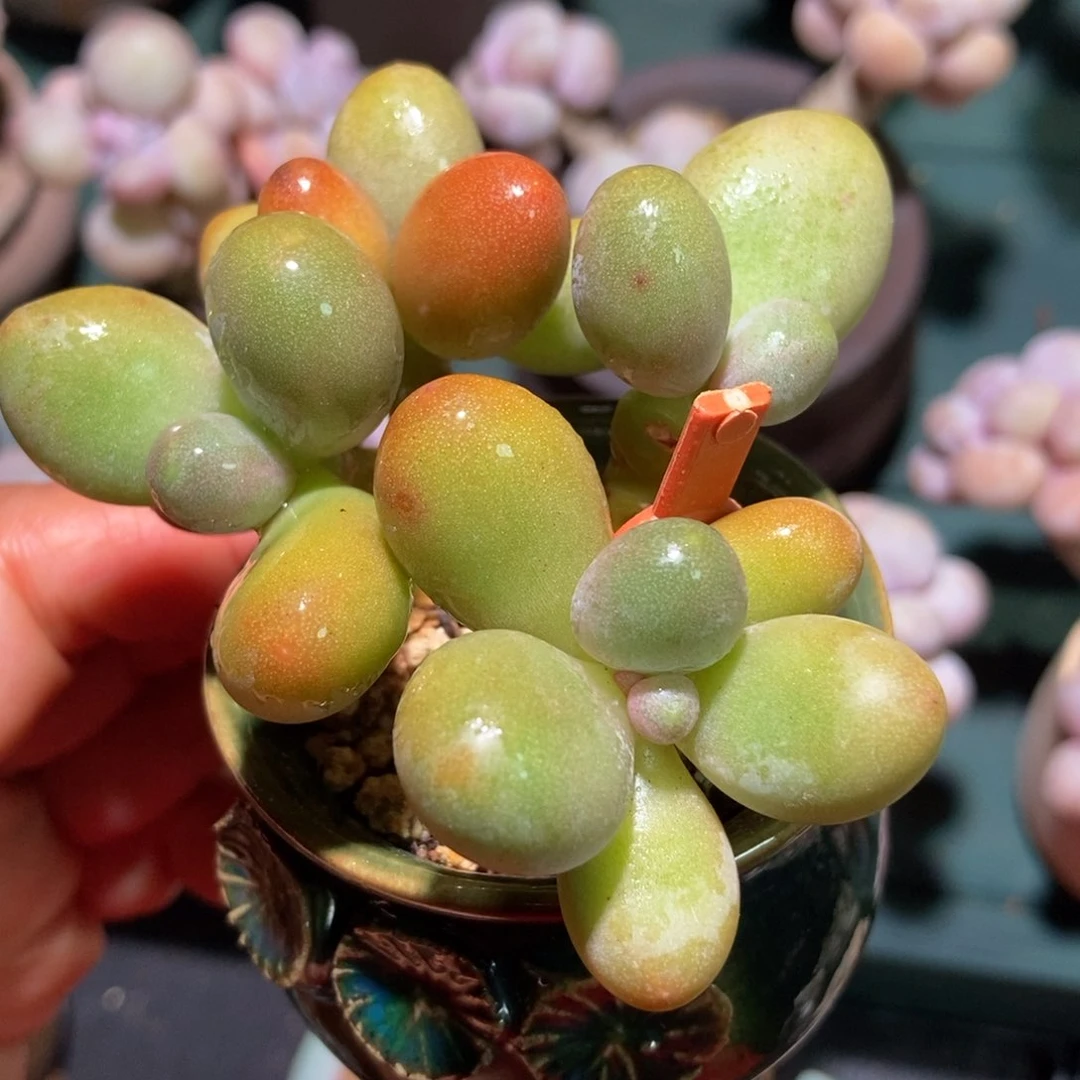 糖果美人一物一拍