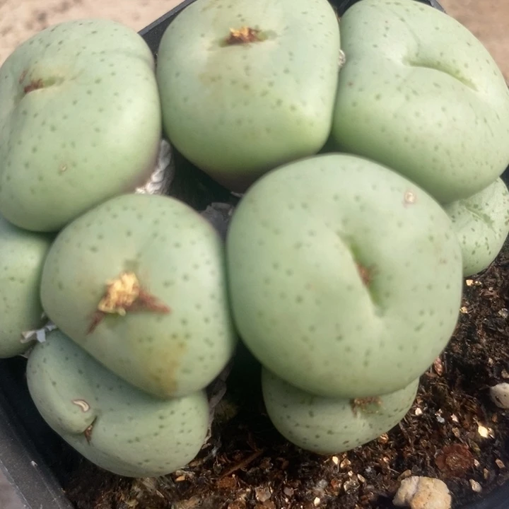 542吕氏大饼一群