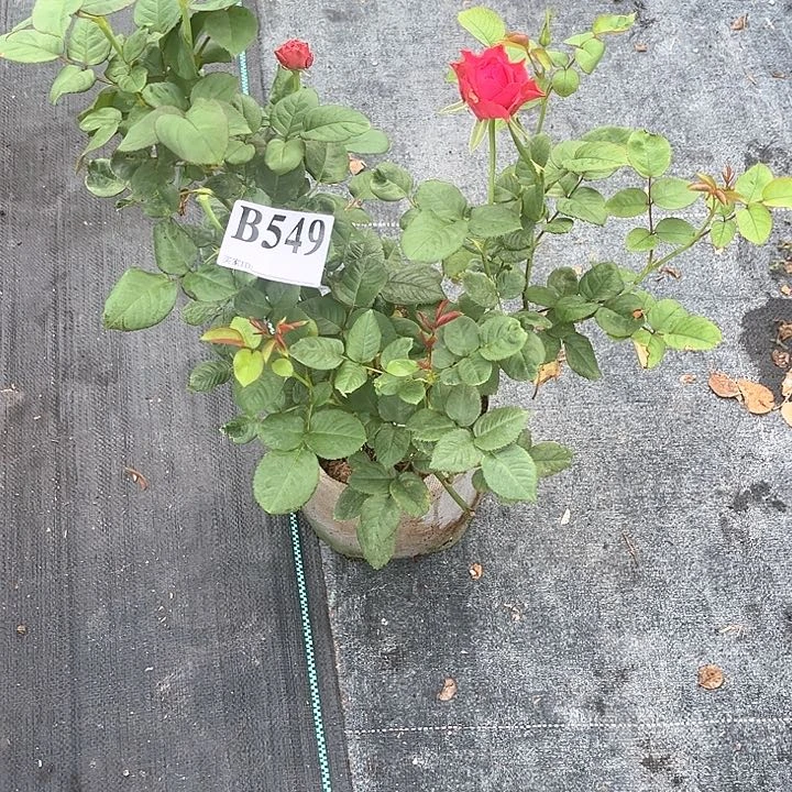 无花朵测试128     549号
