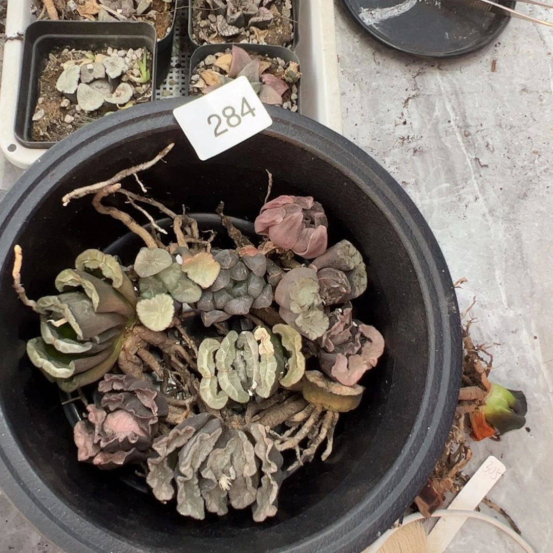 多肉植物专拍植物不退换 一物一拍 284