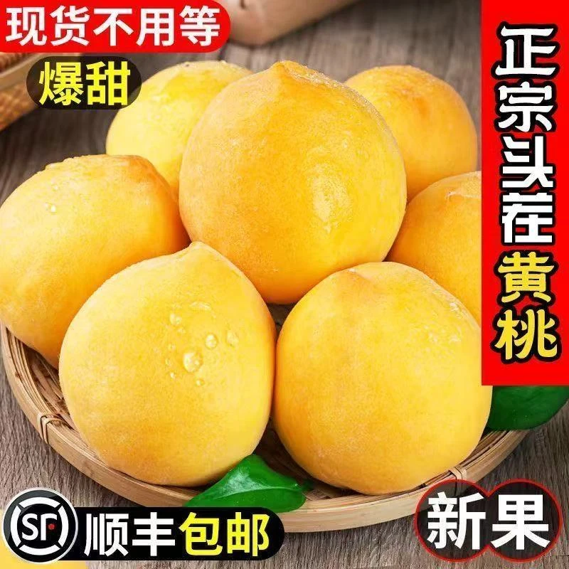 【顺丰包邮】正宗黄桃新鲜水果应季黄毛桃黄金密桃子当季新鲜脆甜桃