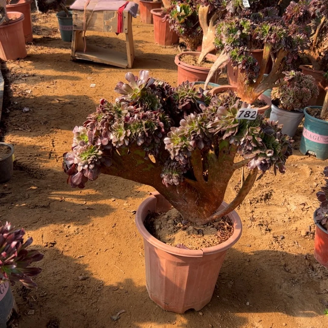 欧紫缀782官府45厘米