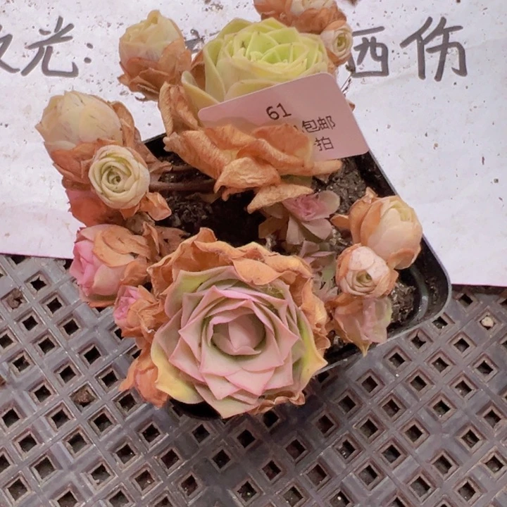 请***…61 裸根不带土发货不包损