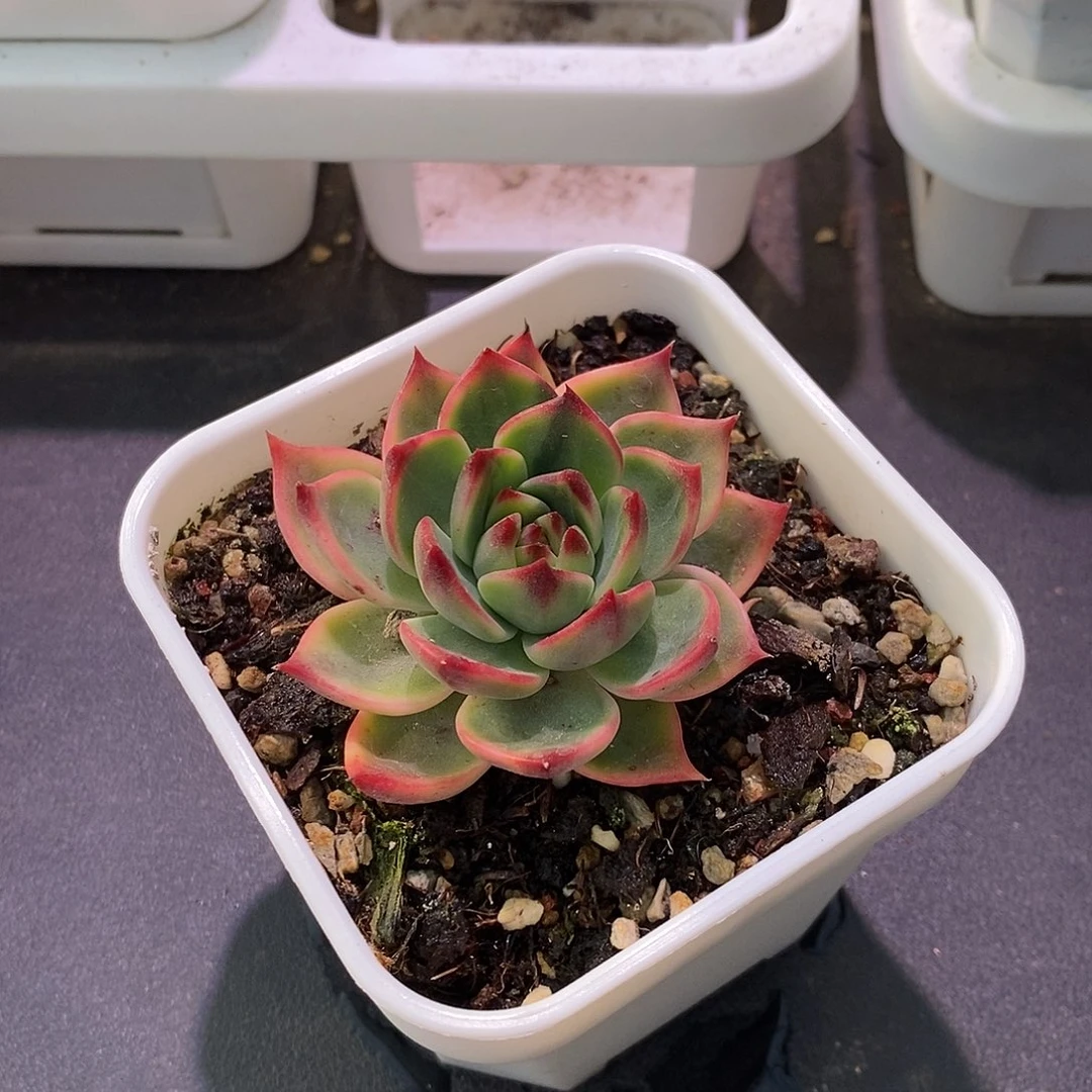 桃花锦锦瑕疵叶子福利款