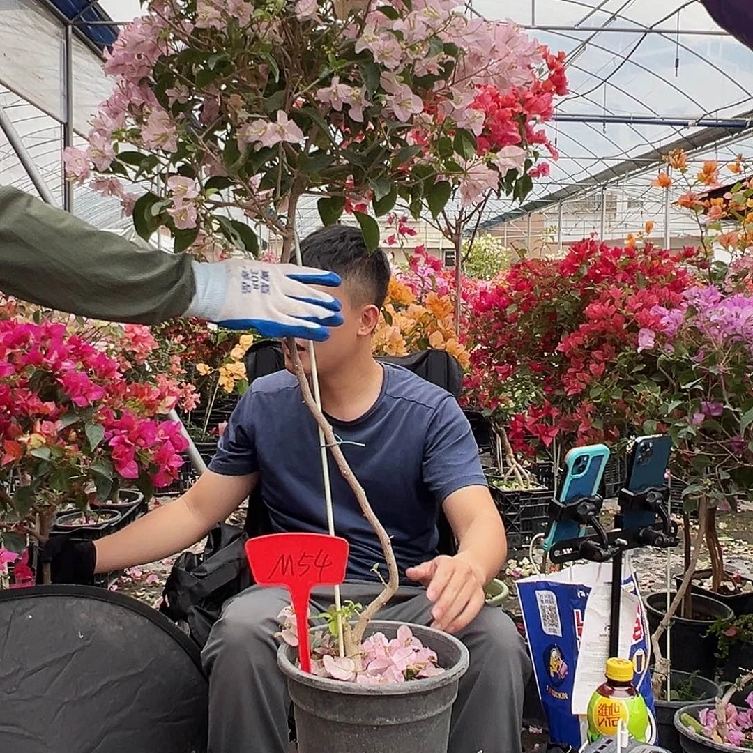 不***淡大部分花苞少量开放M54丽娜