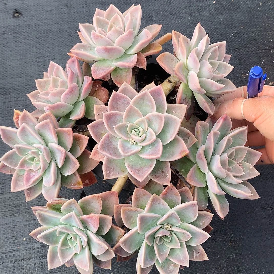 哈利一物一拍20.20