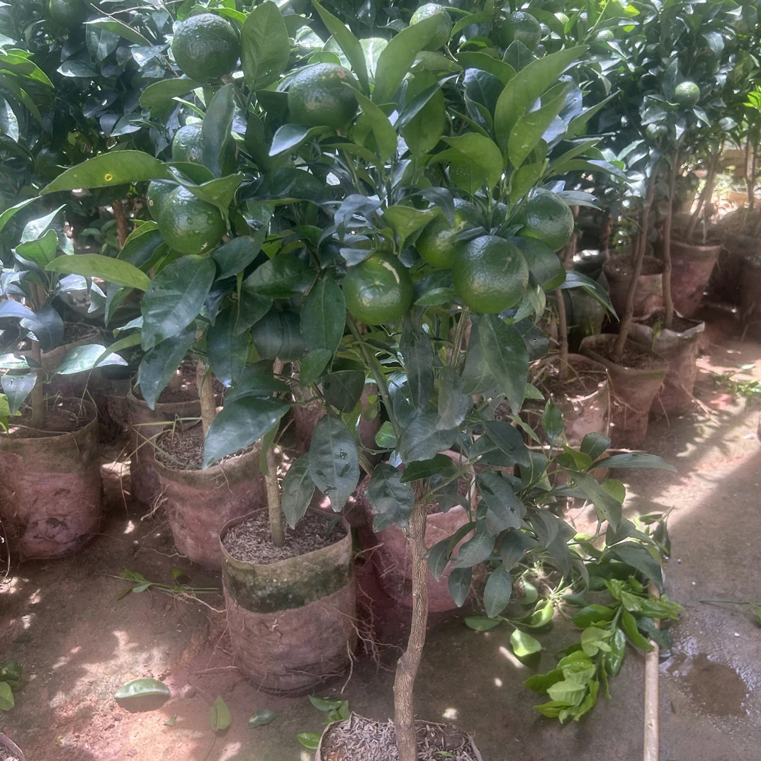 广西高产沃柑正品嫁接苗 原杯原土顺丰包邮（接受快递途中掉果）