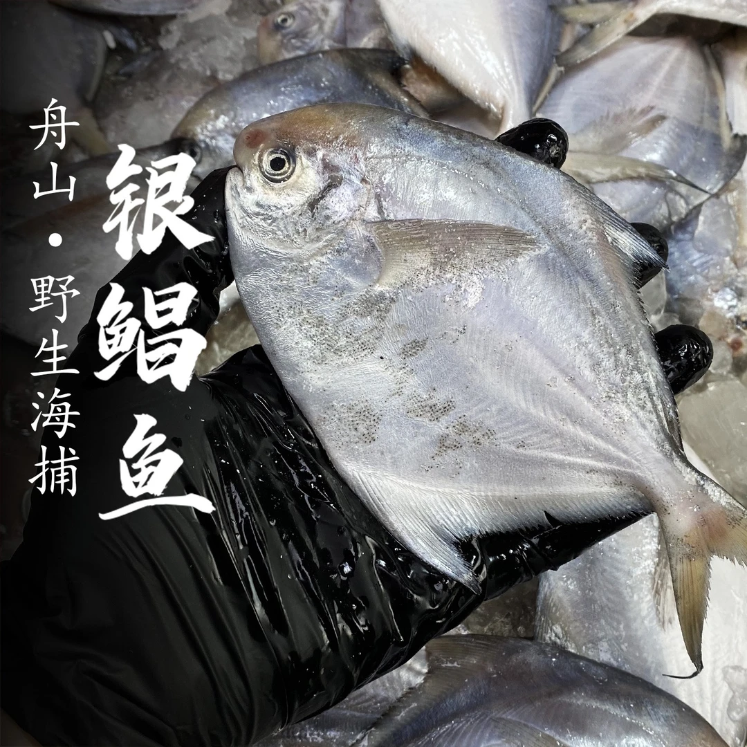 【热气货】】舟山野生银鲳鱼东海海捕非养殖新鲜鲳鱼白鲳鱼舟山海鲜