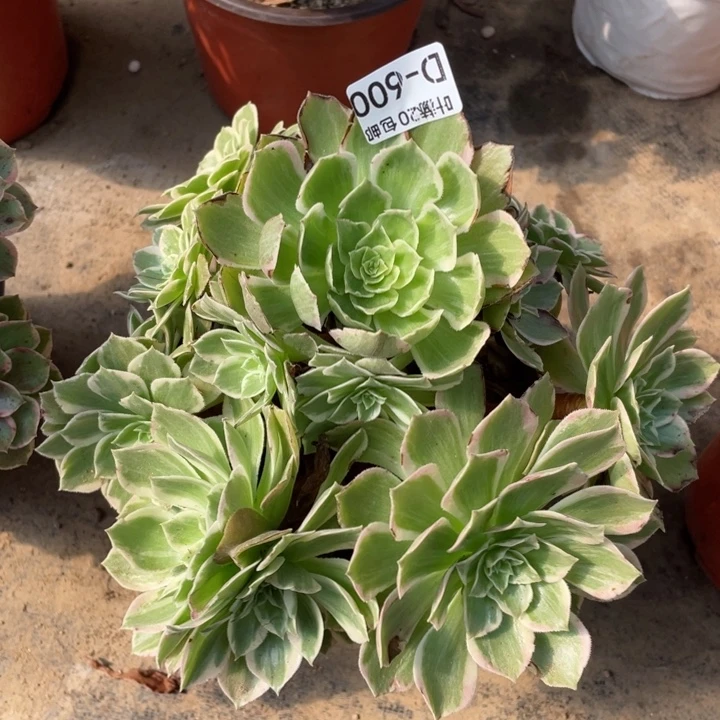 600万花筒多肉113446789