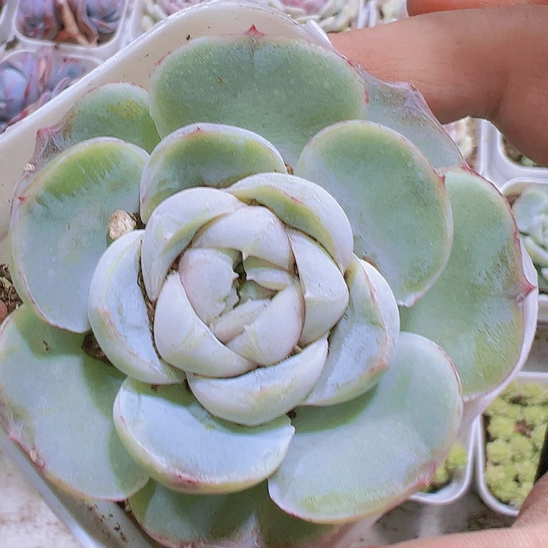 单头大胖虎19包邮