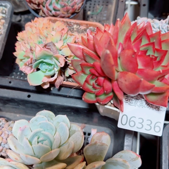 幸运儿是一位非常优秀且