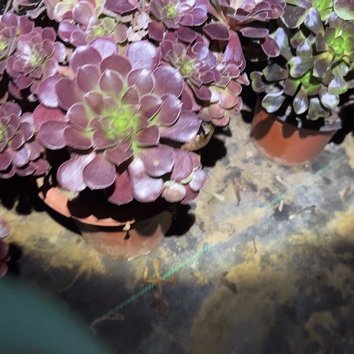 （***）一物一拍断指不包51